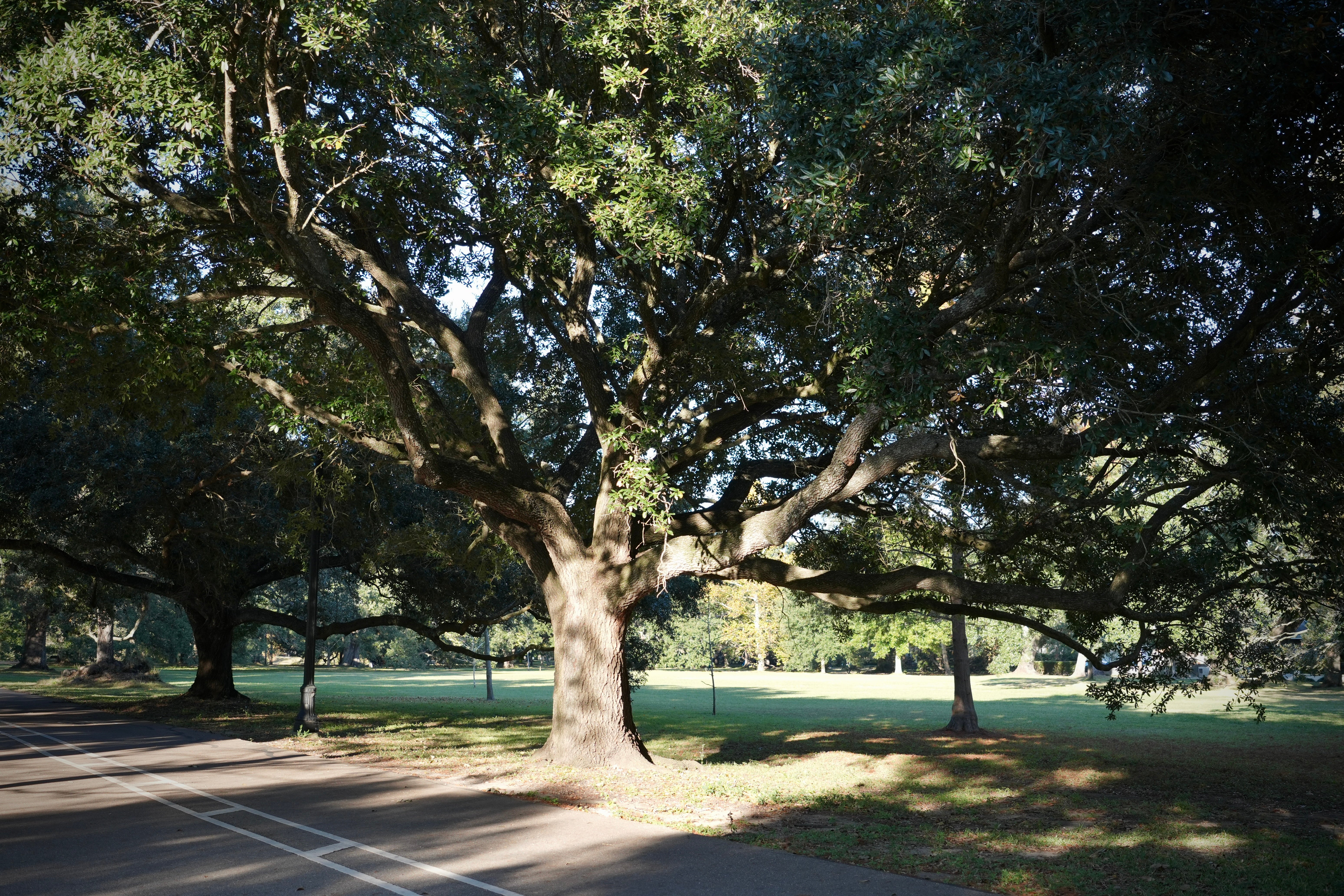 Live Oaks in Audubon Park New Orleans
